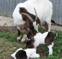 Redwing Shearer's Quarters