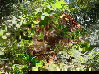 Rivers Edge Rainforest Retreat - Airlie Beach Holiday 0