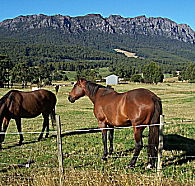 Hurlfield Farm Cottage - Airlie Beach Holiday