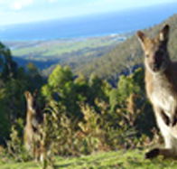 Rainbow Retreat Wilderness Eco Cabins - Airlie Beach Holiday