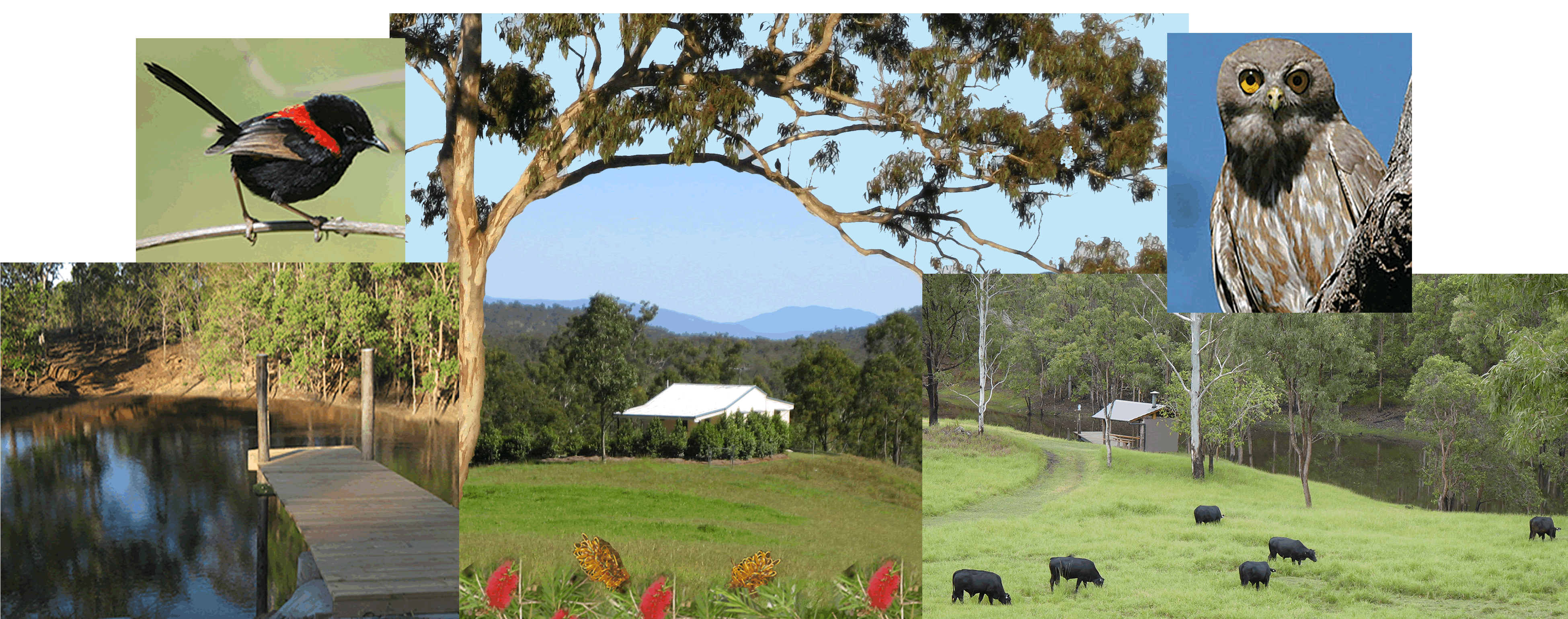 Barking Owl Retreat - Airlie Beach Holiday