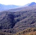Callicoma Hill Eco-Cabins - Airlie Beach Holiday