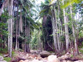 Finch Hatton Gorge Cabins - Airlie Beach Holiday 2