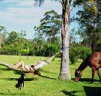 Neds Bed Horse O Tel - Airlie Beach Holiday