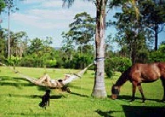 Neds Bed Horse O Tel - Airlie Beach Holiday 0