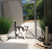 Caringbah Cat Hotel - Airlie Beach Holiday