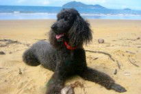 Dunk Island View Caravan Park - Airlie Beach Holiday 4