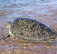 Mackerel Islands - Airlie Beach Holiday