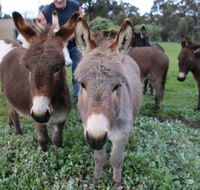 Donkey Tales Farm Cottages - Airlie Beach Holiday
