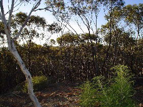 Applethorpe ACT Airlie Beach Holiday