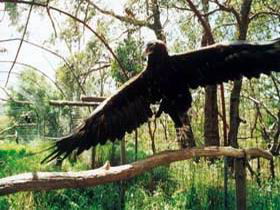 Curlew Hill Sanctuary - Airlie Beach Holiday 0