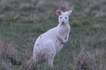 Emirates One&Only Wolgan Valley Australia - Airlie Beach Holiday 29