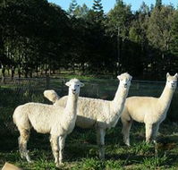 Blackwattle Farm BampB and Farm Stay - Airlie Beach Holiday