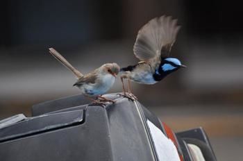 Edgewater Motel Ulladulla - Airlie Beach Holiday 7