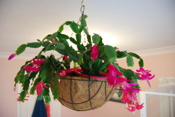 L'Auberge Angara Bed And Breakfast - Airlie Beach Holiday 41