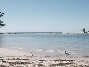 Huskisson Beach Bed And Breakfast - Airlie Beach Holiday 3