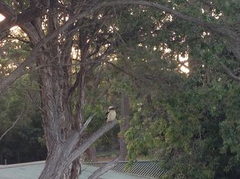 Huskisson Beach Bed And Breakfast - Airlie Beach Holiday 7