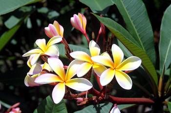 Phoenix Eumundi Bed & Breakfast - Airlie Beach Holiday 13