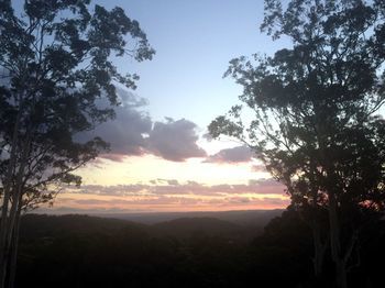Phoenix Eumundi Bed & Breakfast - Airlie Beach Holiday 14