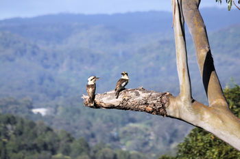 Phoenix Eumundi Bed & Breakfast - Airlie Beach Holiday 18