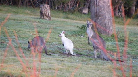 Yering Gorge Cottages - Airlie Beach Holiday 4