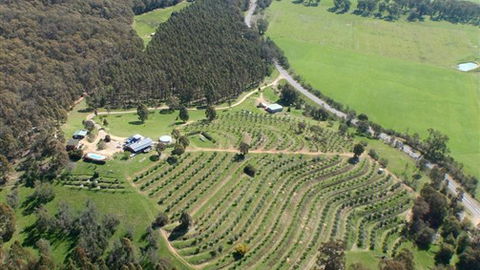 Karoonda Olive Grove Retreat At Mt Buffalo Olives - Airlie Beach Holiday 2