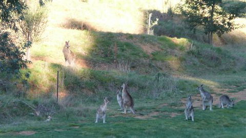 Karoonda Olive Grove Retreat At Mt Buffalo Olives - Airlie Beach Holiday 6