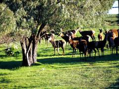 Caves Road Chalets - Airlie Beach Holiday 6