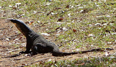 Cutters Camp Campground - Airlie Beach Holiday 1