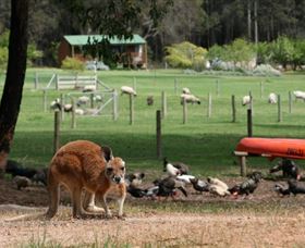 Diamond Forest Cottages And Farm Stay - Airlie Beach Holiday 0