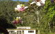 Mangrove Yoga Ashram - thumb 2