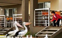 Ski Club Holiday Park - Airlie Beach Holiday 1