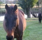 Reynella Kosciusko Rides Accommodation - Airlie Beach Holiday