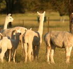 Waterfall Way Farmstay - Airlie Beach Holiday