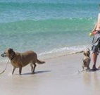A Paradise Bungalow Waterfront - Airlie Beach Holiday