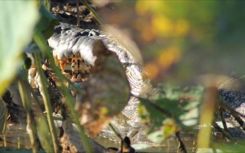 Corroboree Park Tavern - Airlie Beach Holiday 6