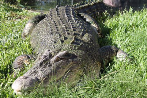 Corroboree Park Tavern - Airlie Beach Holiday 7