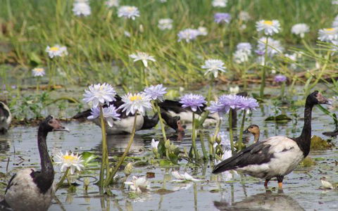Corroboree Park Tavern - Airlie Beach Holiday 10