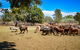 Bullo River Station - thumb 1