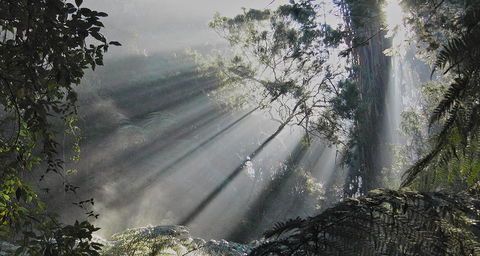 Eastern Dandenong Ranges Visitor Information Centre - Airlie Beach Holiday 5
