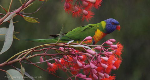 Eastern Dandenong Ranges Visitor Information Centre - Airlie Beach Holiday 16