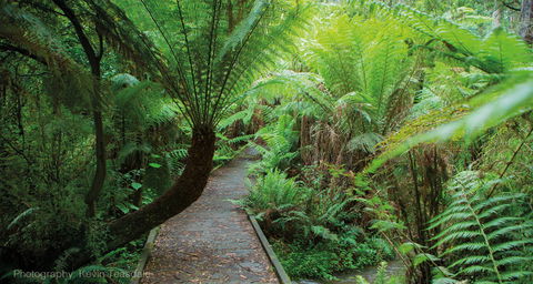 Eastern Dandenong Ranges Visitor Information Centre - Airlie Beach Holiday 17