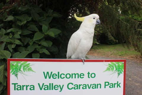 Tarra Valley Caravan Park - Airlie Beach Holiday 3