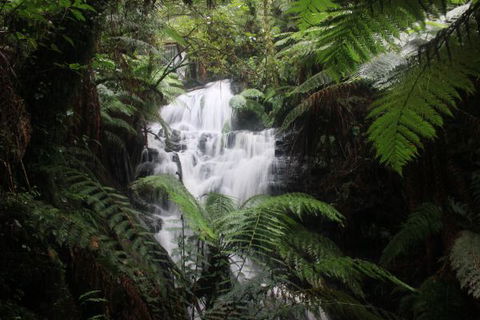 Tarra Valley Caravan Park - Airlie Beach Holiday 4