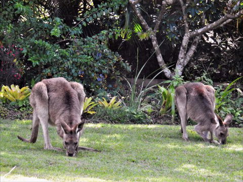 'The Dales' Boutique Bed And Breakfast - Airlie Beach Holiday 9