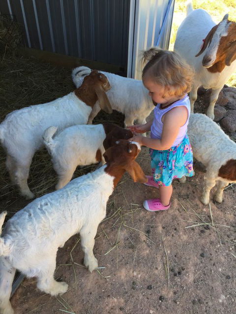 Yalooka Farm - Airlie Beach Holiday 7