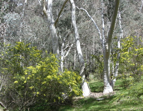 Highfield Farm And Woodland Bush Campsites - Airlie Beach Holiday 4