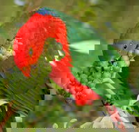 Peacock Creek campground - Airlie Beach Holiday