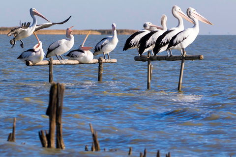 Pelican Perch Retreat - Airlie Beach Holiday 0