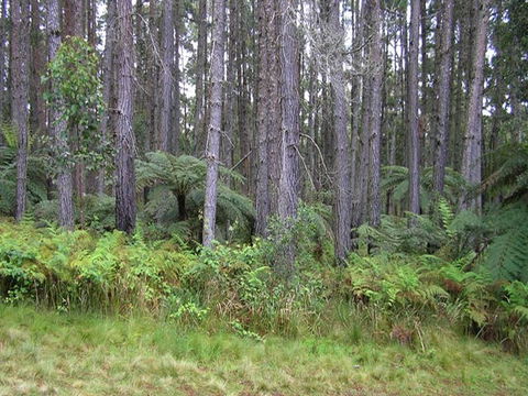 Daisy Plains Huts - Airlie Beach Holiday 1